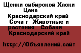 Щенки сибирской Хаски › Цена ­ 5 000 - Краснодарский край, Сочи г. Животные и растения » Собаки   . Краснодарский край